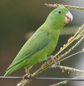 Cobalt-rumped Parrotlet