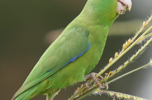 Cobalt-rumped Parrotlet
