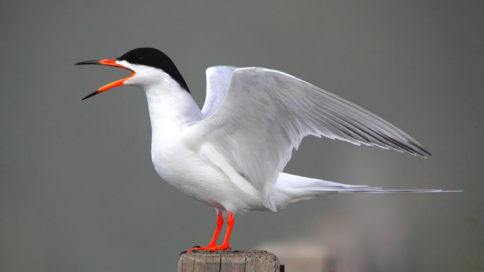 Forster’s Tern