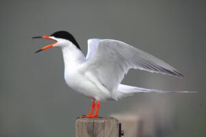 Forster’s Tern