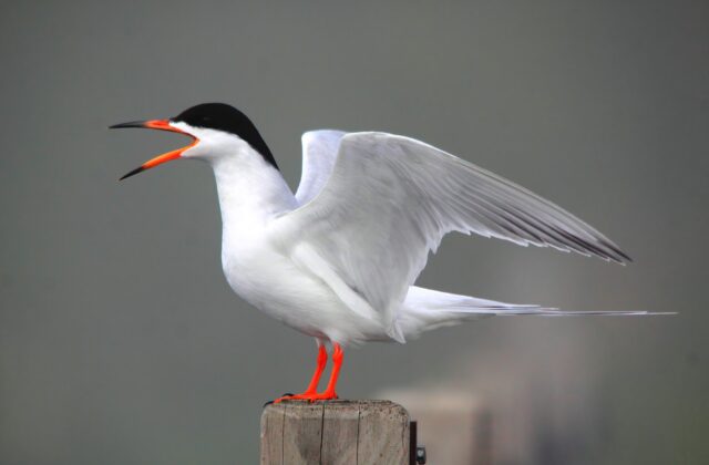 Forster’s Tern