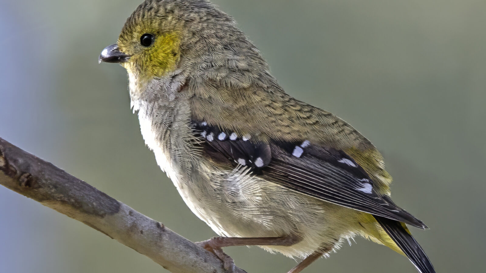Forty-spotted Pardalote