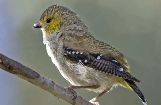 Forty-spotted Pardalote