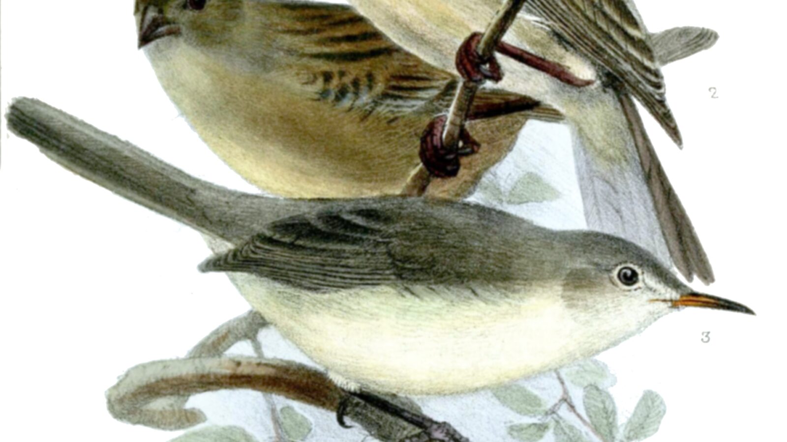 Rodrigues Warbler