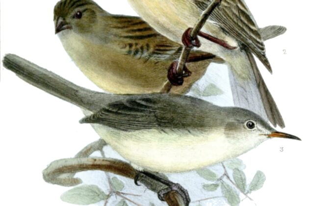 Rodrigues Warbler