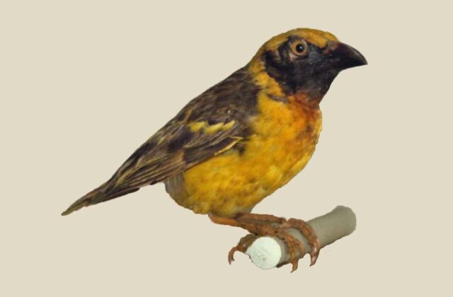 Fox’s Weaver