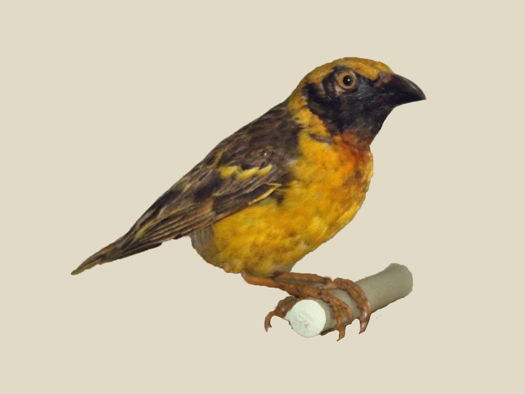 Fox’s Weaver