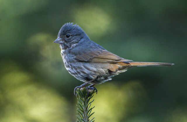 Slate-colored Fox Sparrow