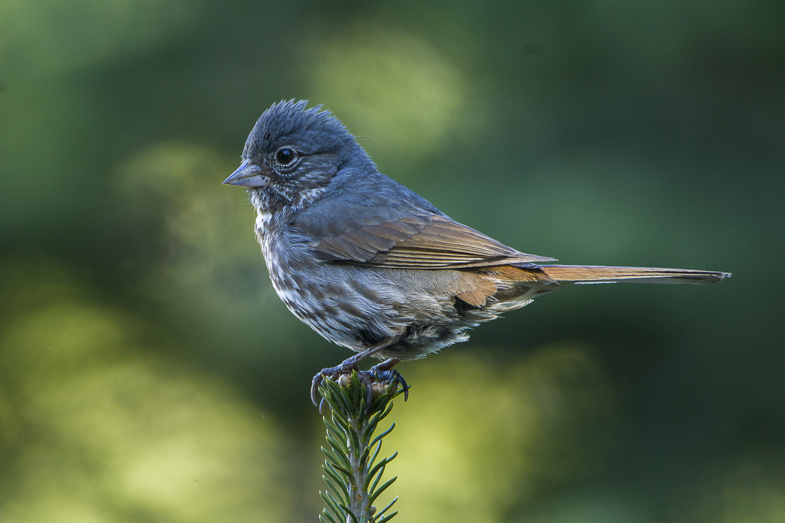 Slate-colored Fox Sparrow