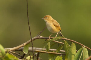 Foxy Cisticola