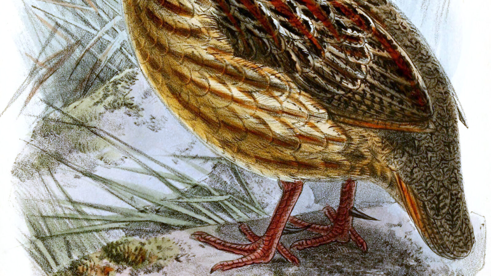 Grey-striped Spurfowl
