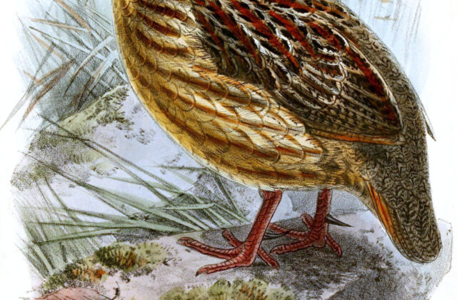 Grey-striped Spurfowl