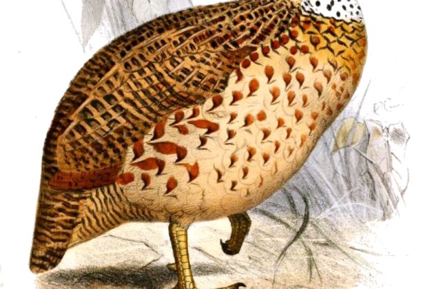 Moorland Francolin