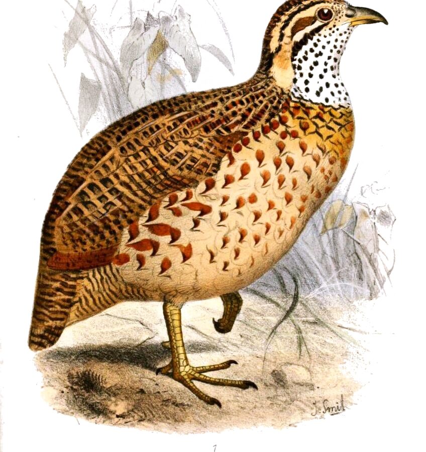 Moorland Francolin