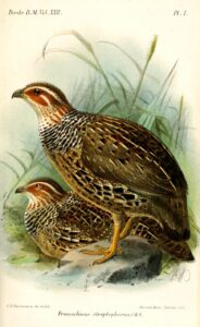 Ring-necked Francolin