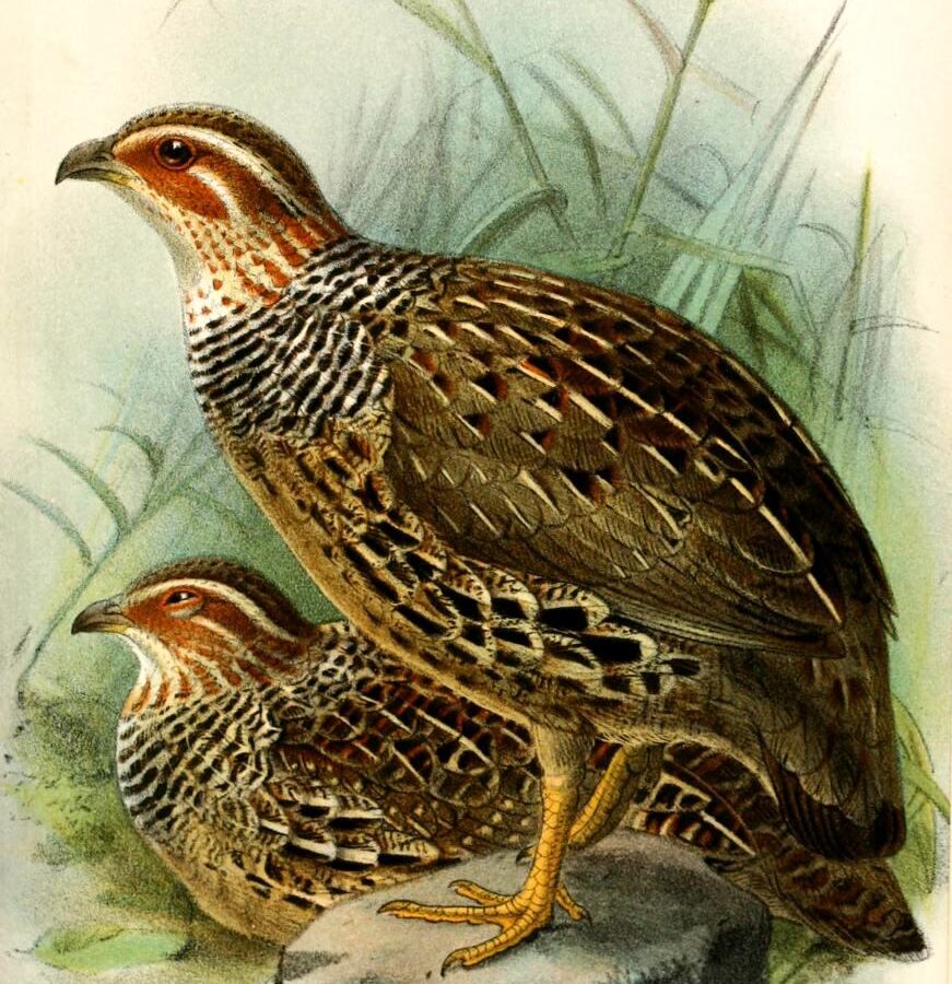 Ring-necked Francolin
