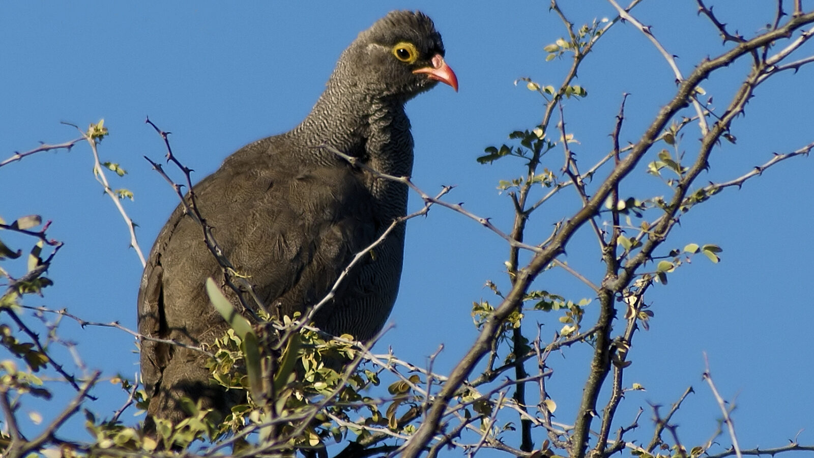 Red-billed Spurfowl