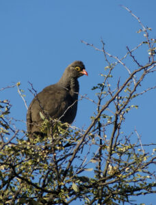 Red-billed Spurfowl