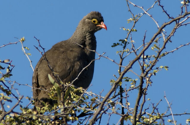 Red-billed Spurfowl