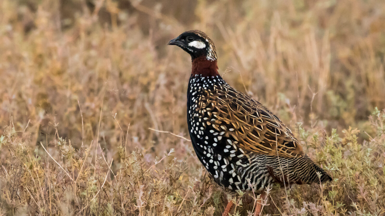 Black Francolin