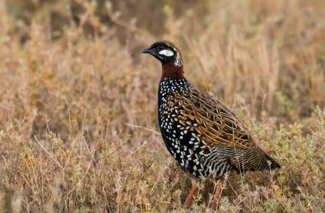 Black Francolin