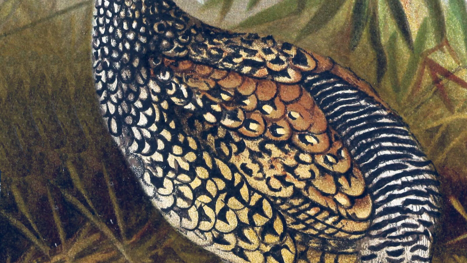 Chinese Francolin