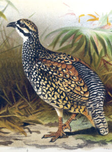 Chinese Francolin