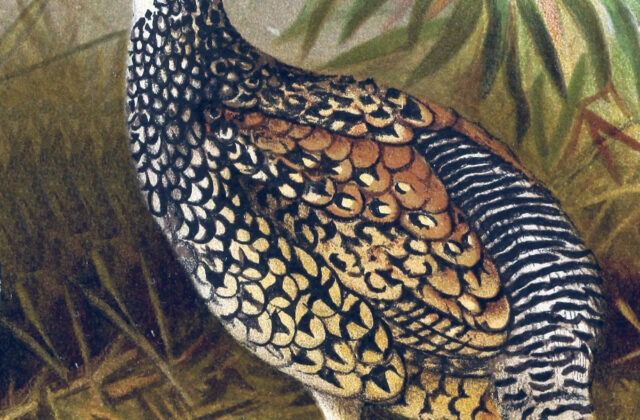 Chinese Francolin
