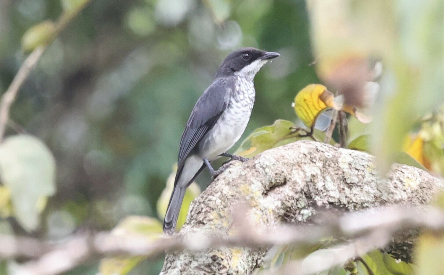 Fraser’s Forest Flycatcher