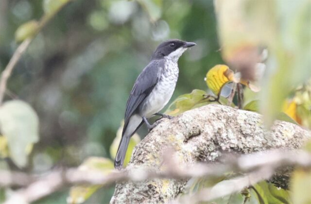 Fraser’s Forest Flycatcher
