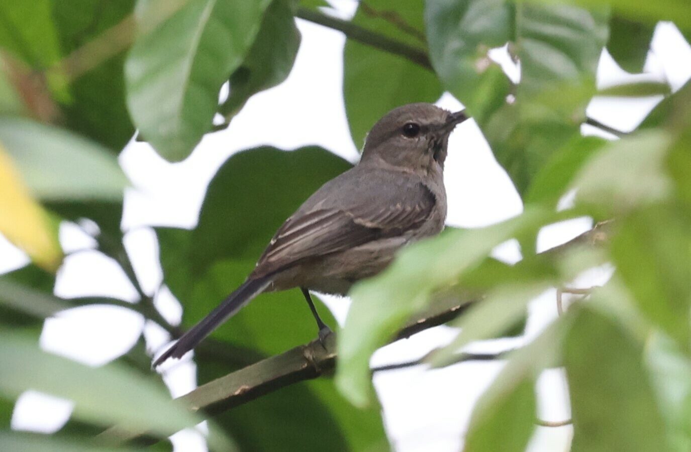 Grey Tit-Flycatcher