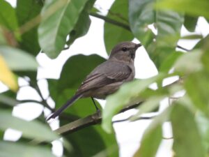 Grey Tit-Flycatcher