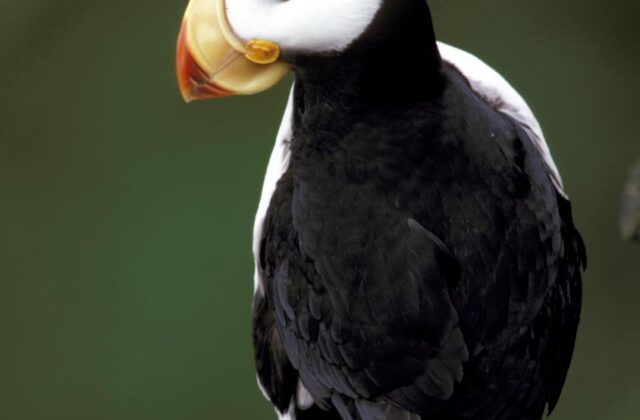 Horned Puffin