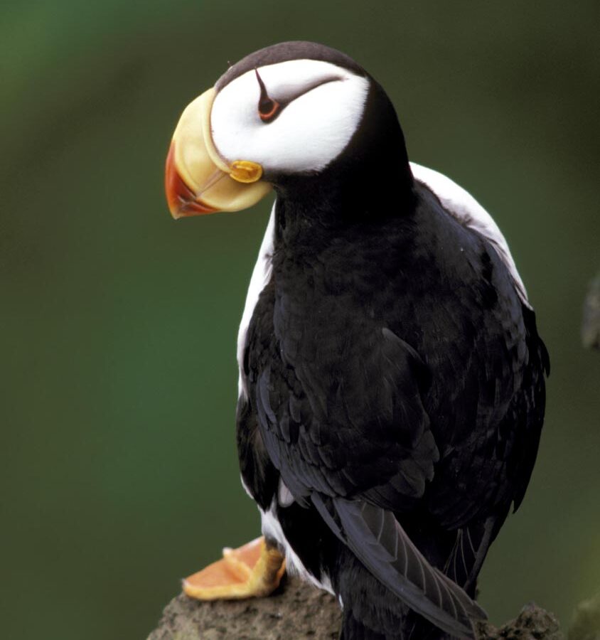 Horned Puffin