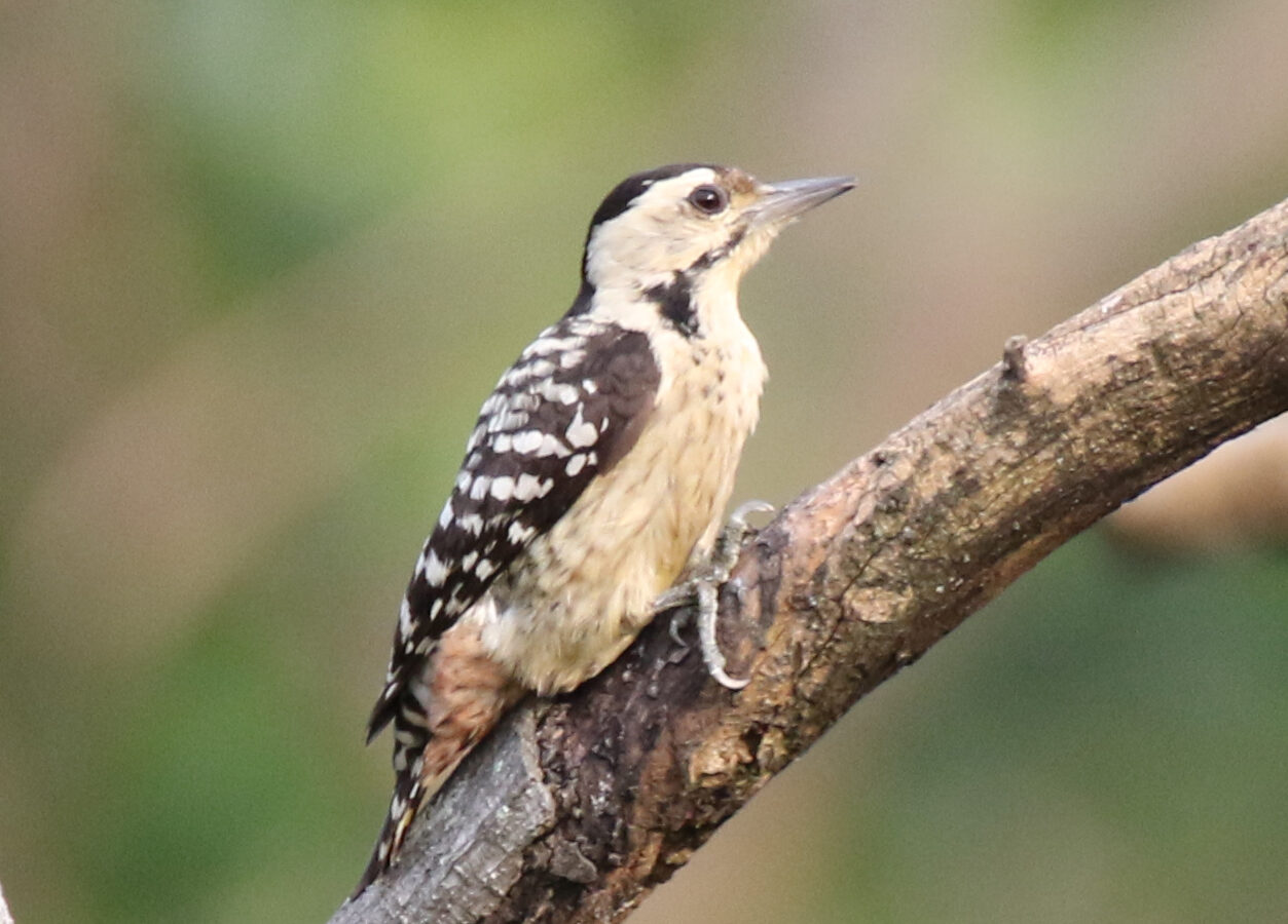 Freckle-breasted Woodpecker