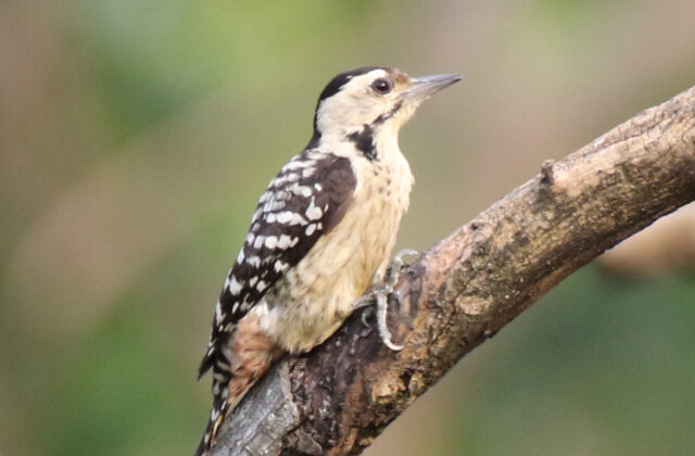 Freckle-breasted Woodpecker