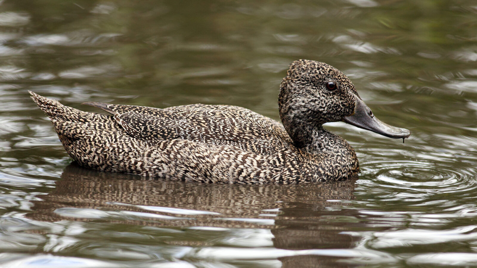 Freckled Duck