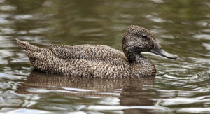 Freckled Duck
