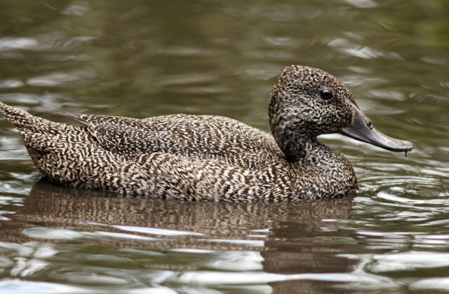 Freckled Duck