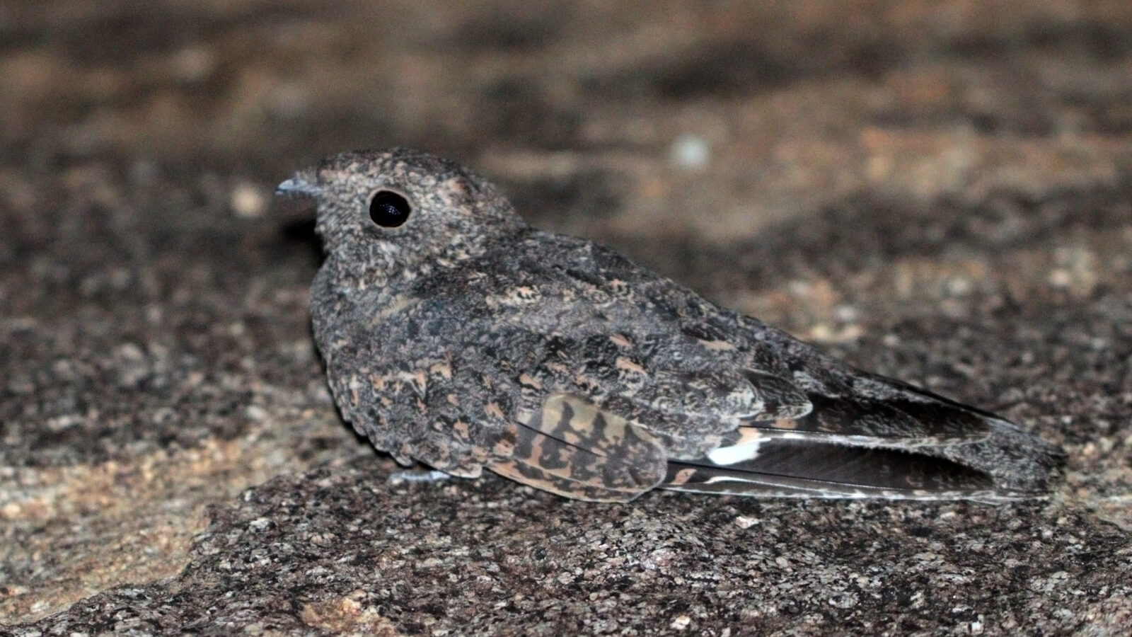 Freckled Nightjar
