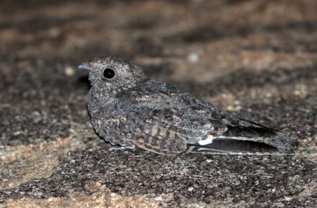 Freckled Nightjar