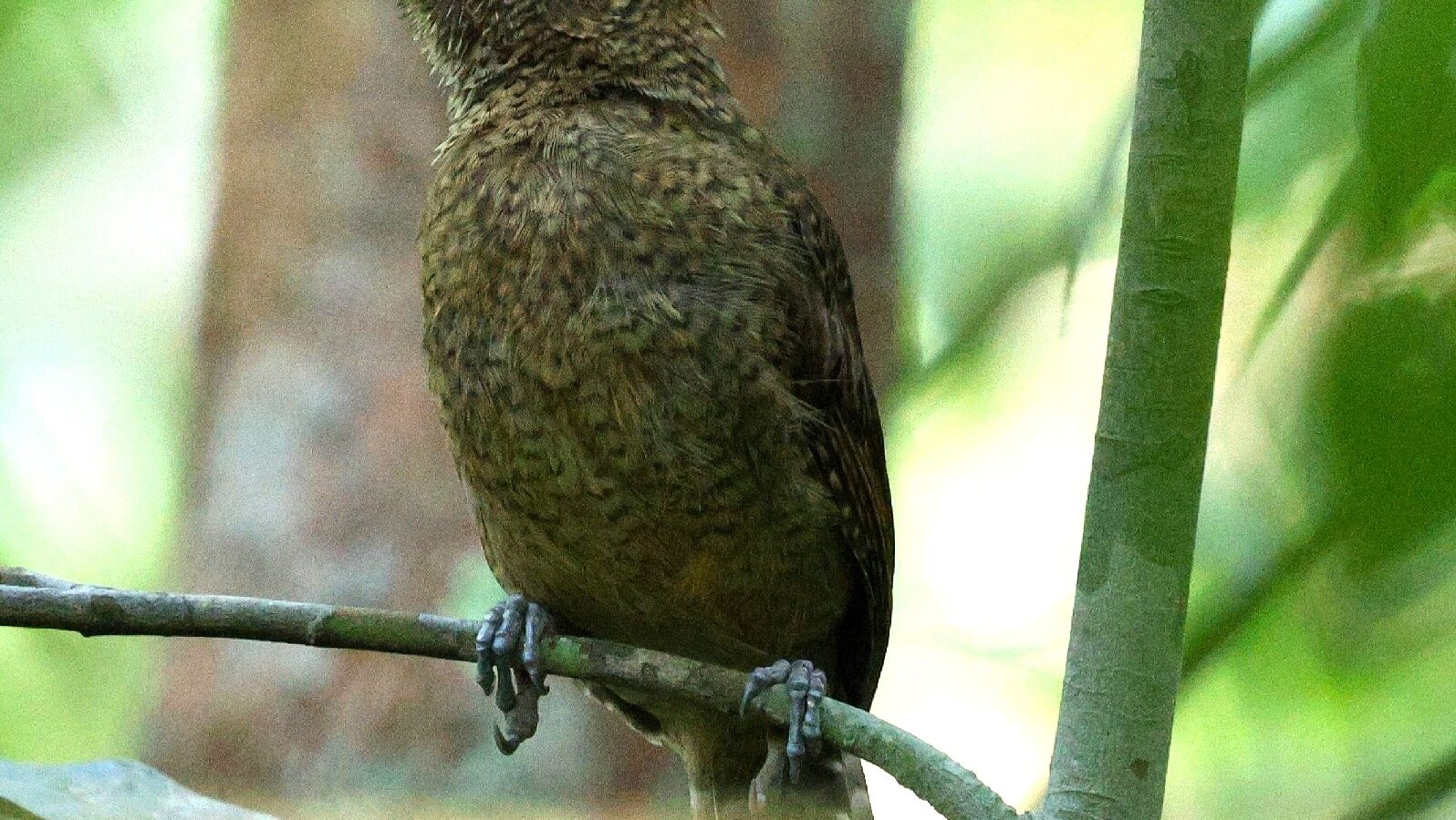 Undulated Antshrike