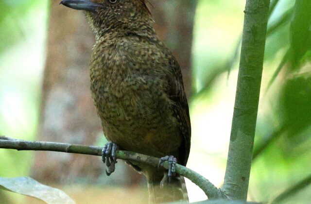 Undulated Antshrike