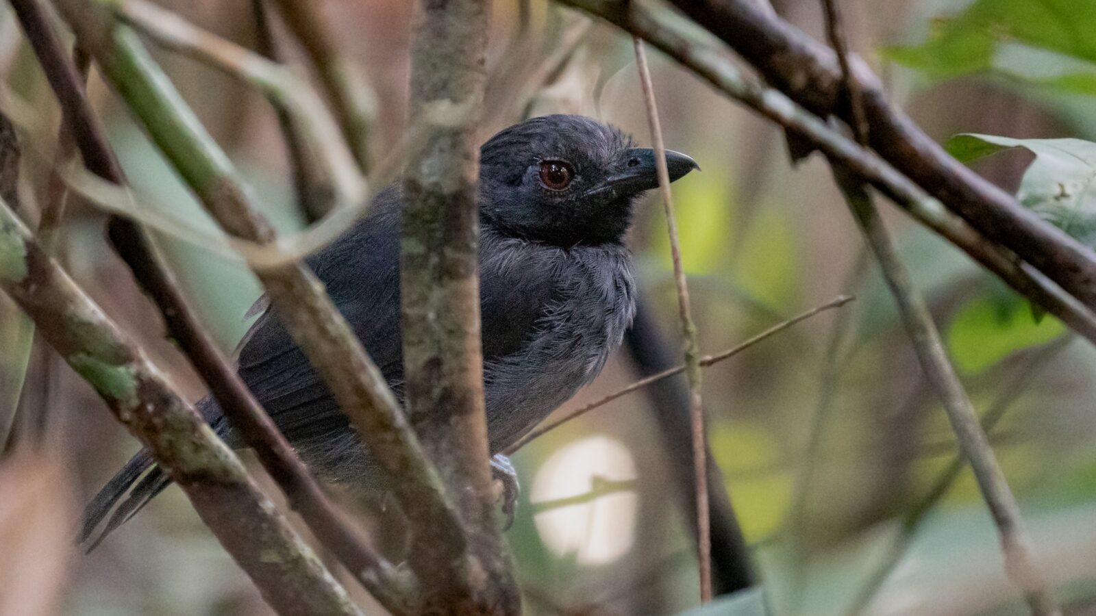 Black-throated Antshrike