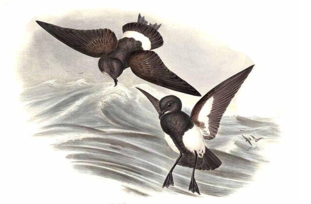 Black-bellied Storm Petrel