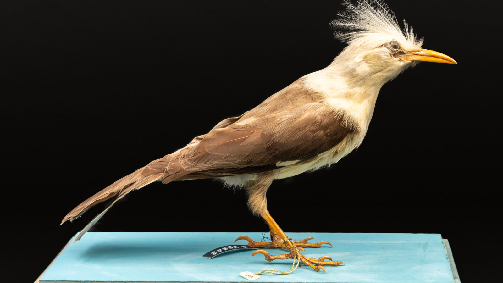 Hoopoe Starling