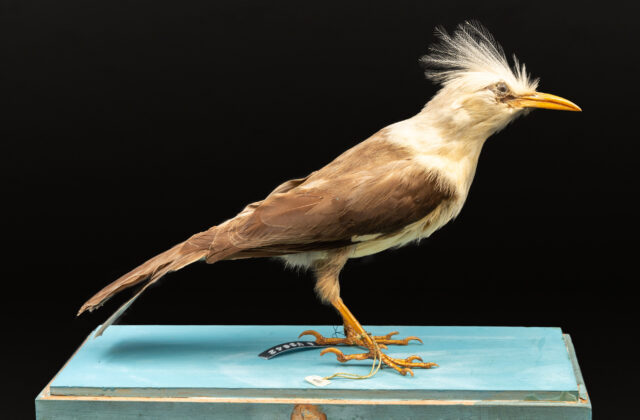 Hoopoe Starling