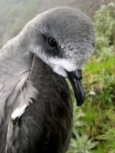 Zino’s Petrel
