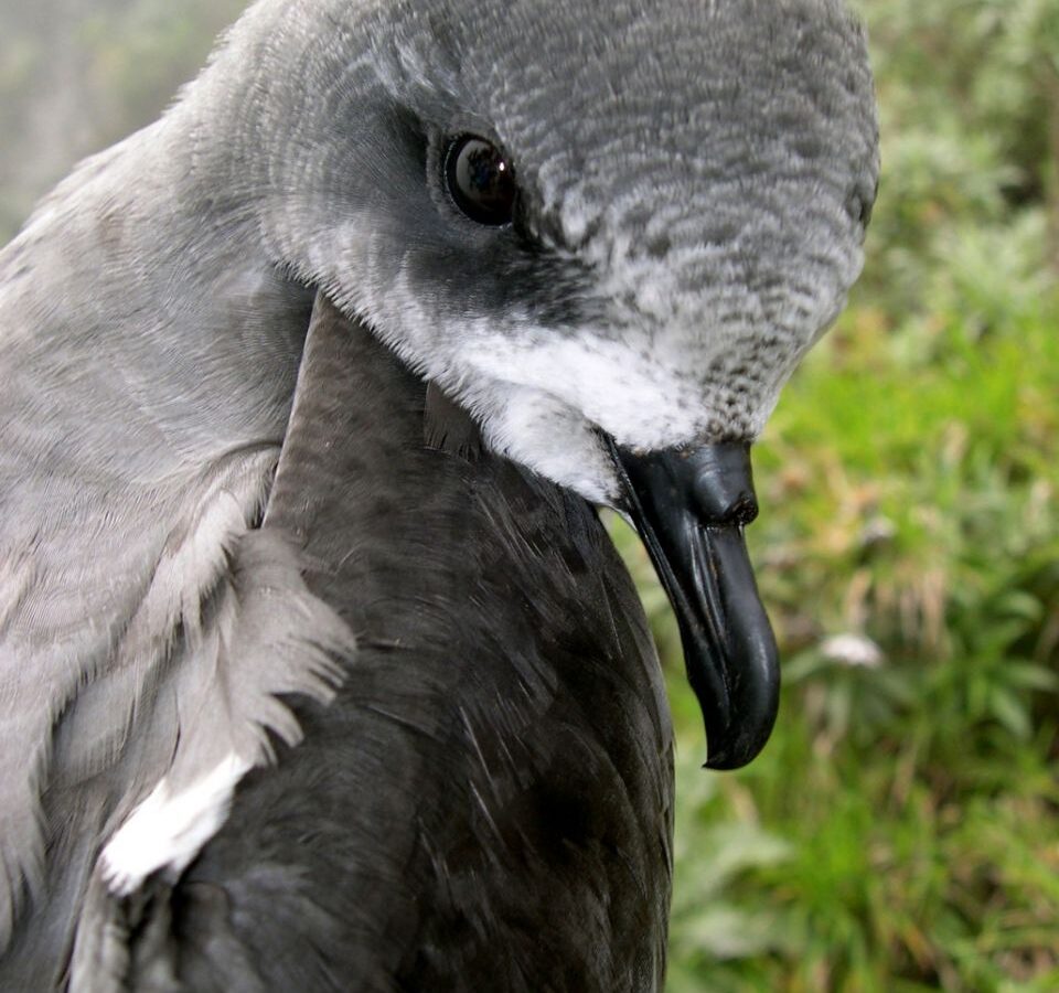 Zino’s Petrel