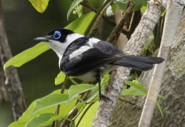 Frill-necked Monarch